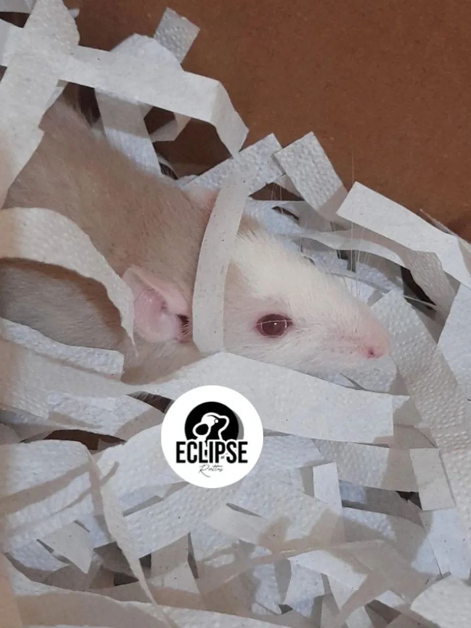 Filhotes de Rato Twister - Bem Cuidados