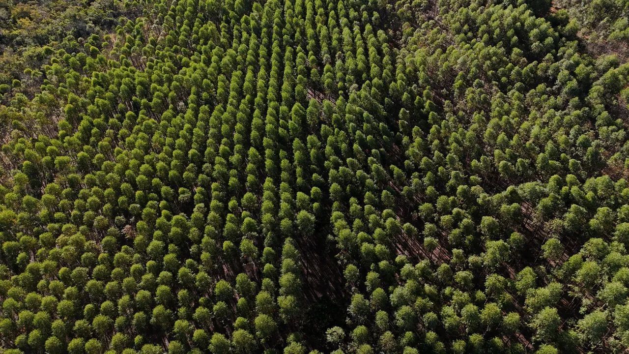Fazenda de eucalipto e café em Engenheiro Navarro - Foto 3