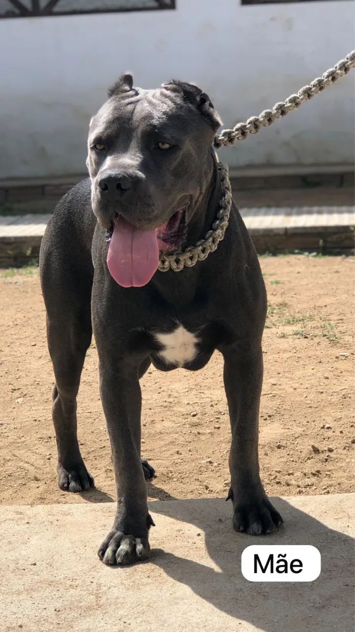 Filhote Cane Corso  - Foto 3