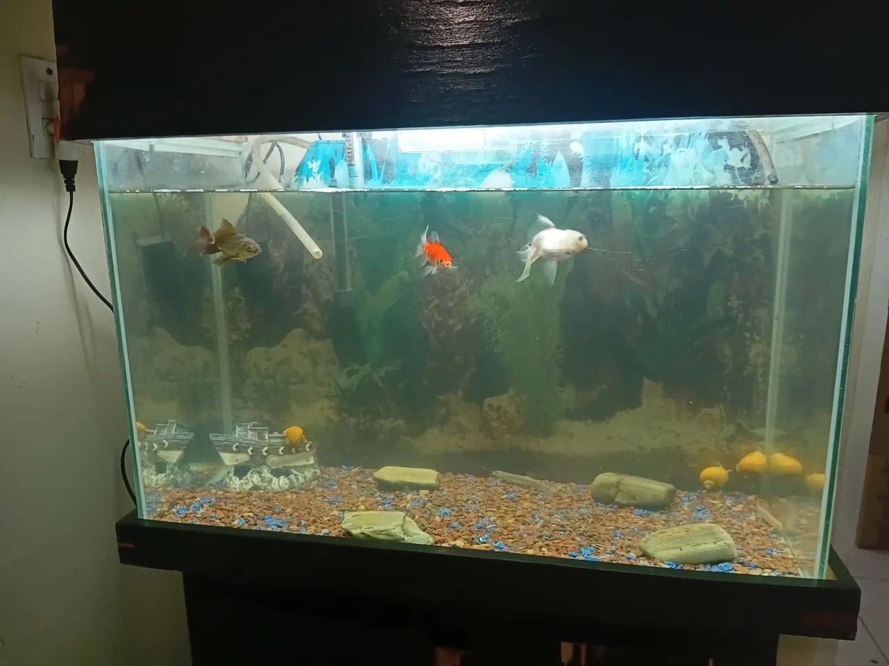 Aquário  - Foto 2