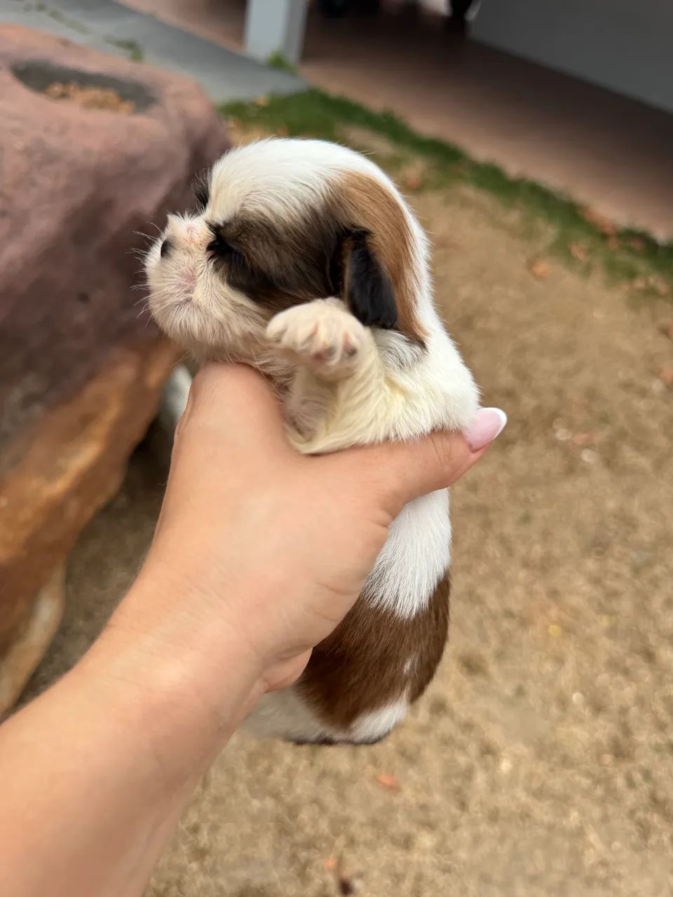 Macho Shih tzu  - Foto 3