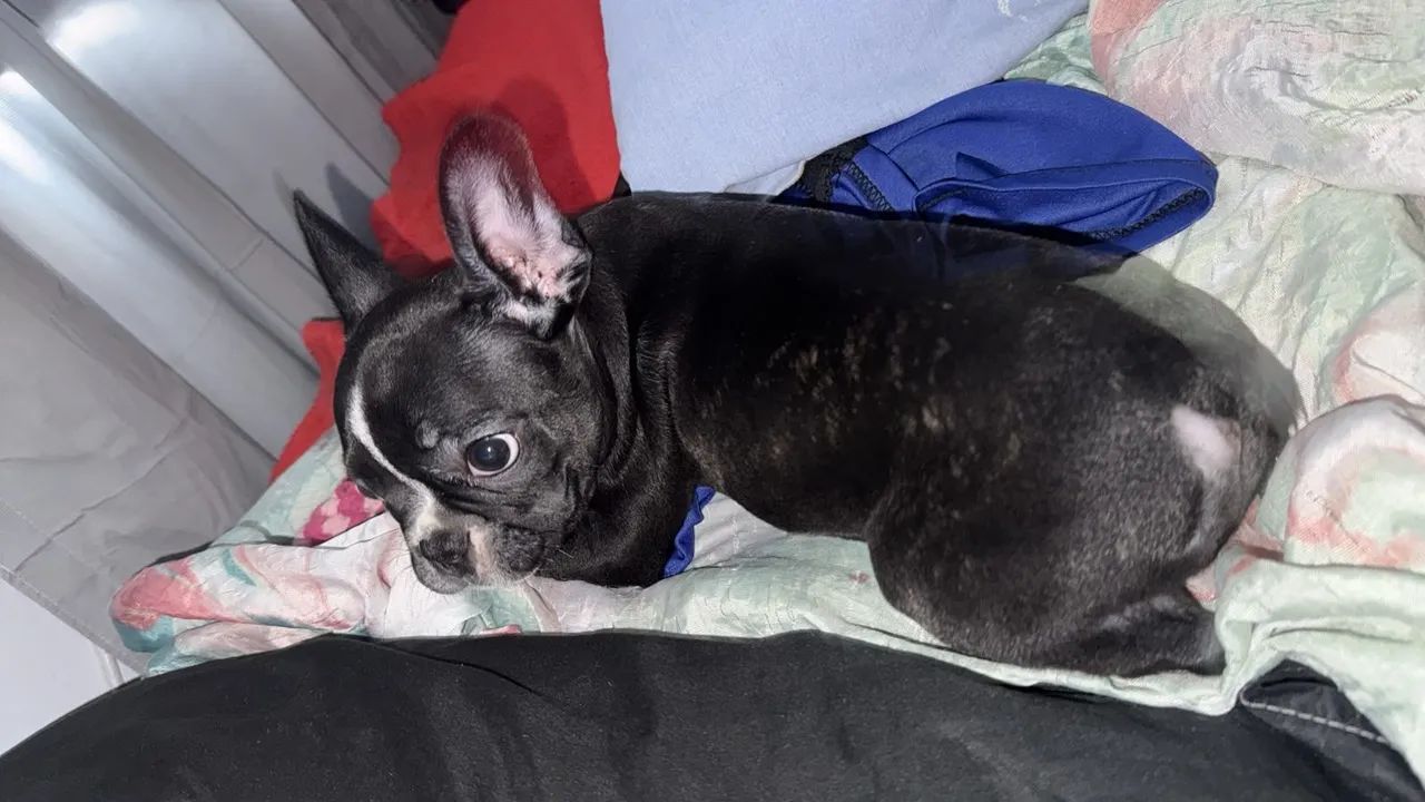 Bulldog Francês - Foto 4