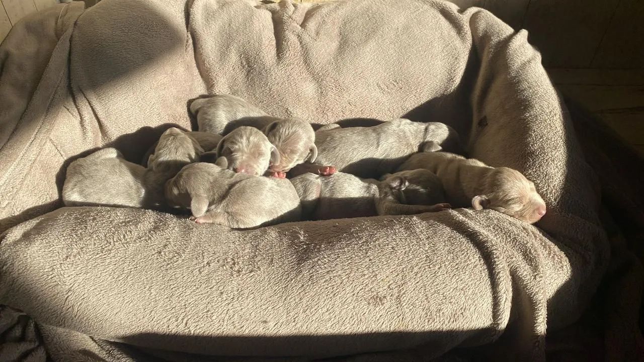 Filhotes Puros de Weimaraner  - Foto 4
