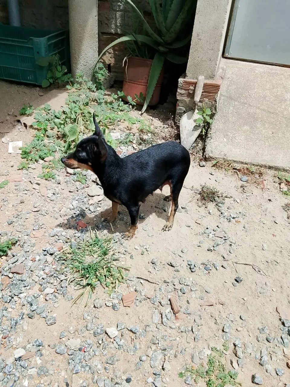 Pinscher filhote  - Foto 3