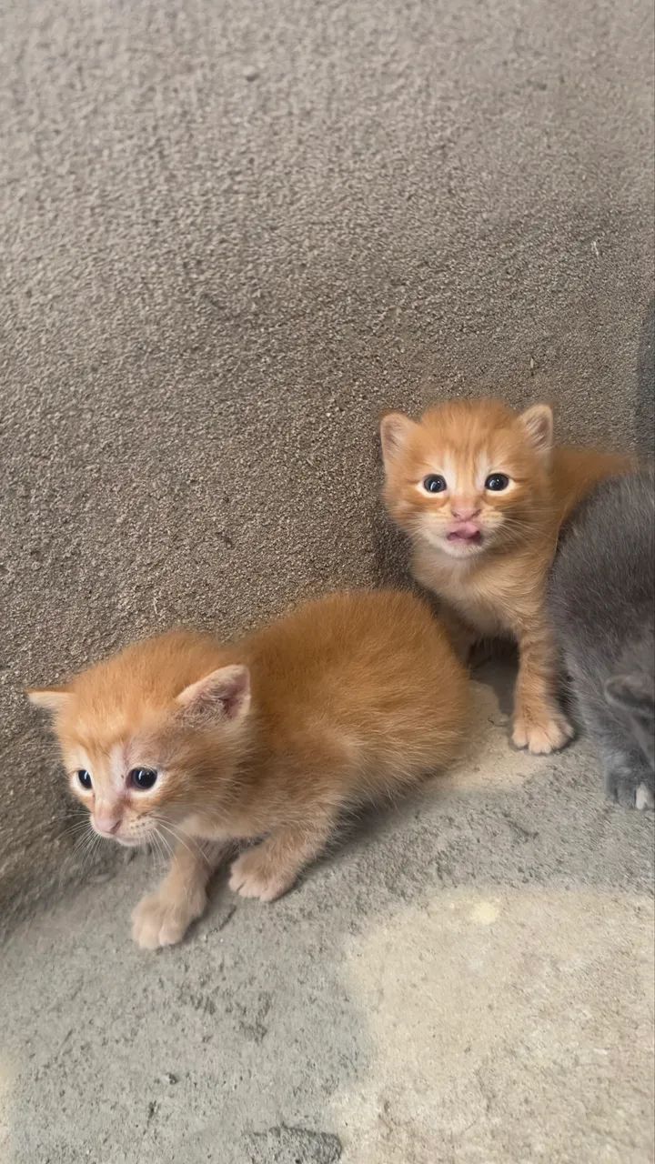 Gatos/adoção !!!  - Foto 4