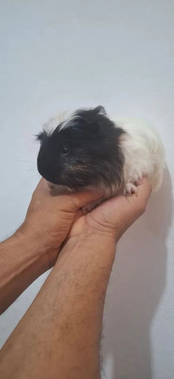 Porquinho da Índia Macho Coronet 