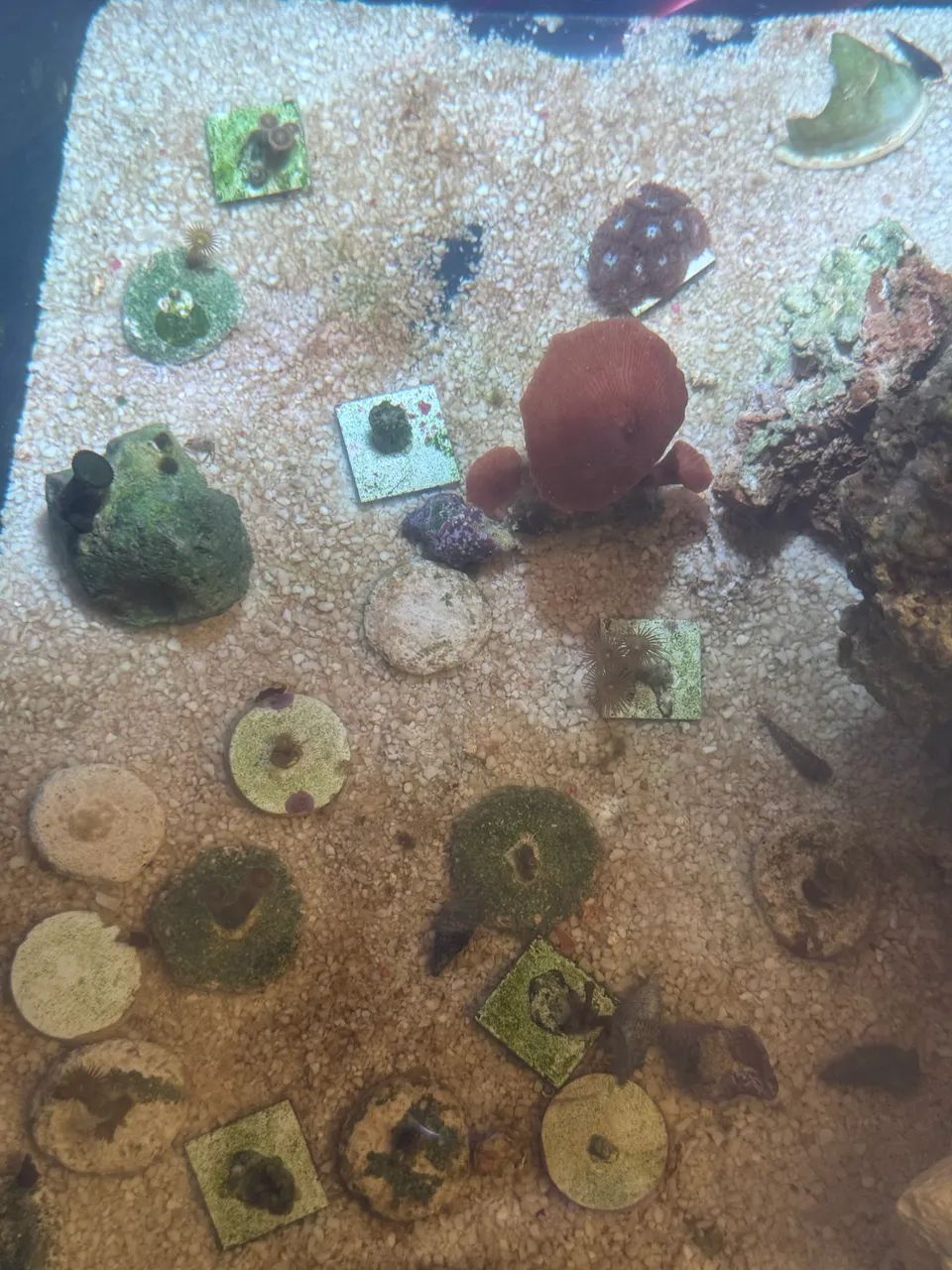 Coral  (todos por 150) - Foto 2