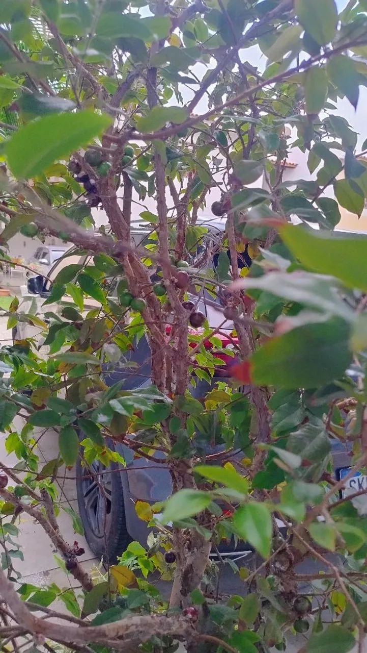 Pé de jabuticaba 