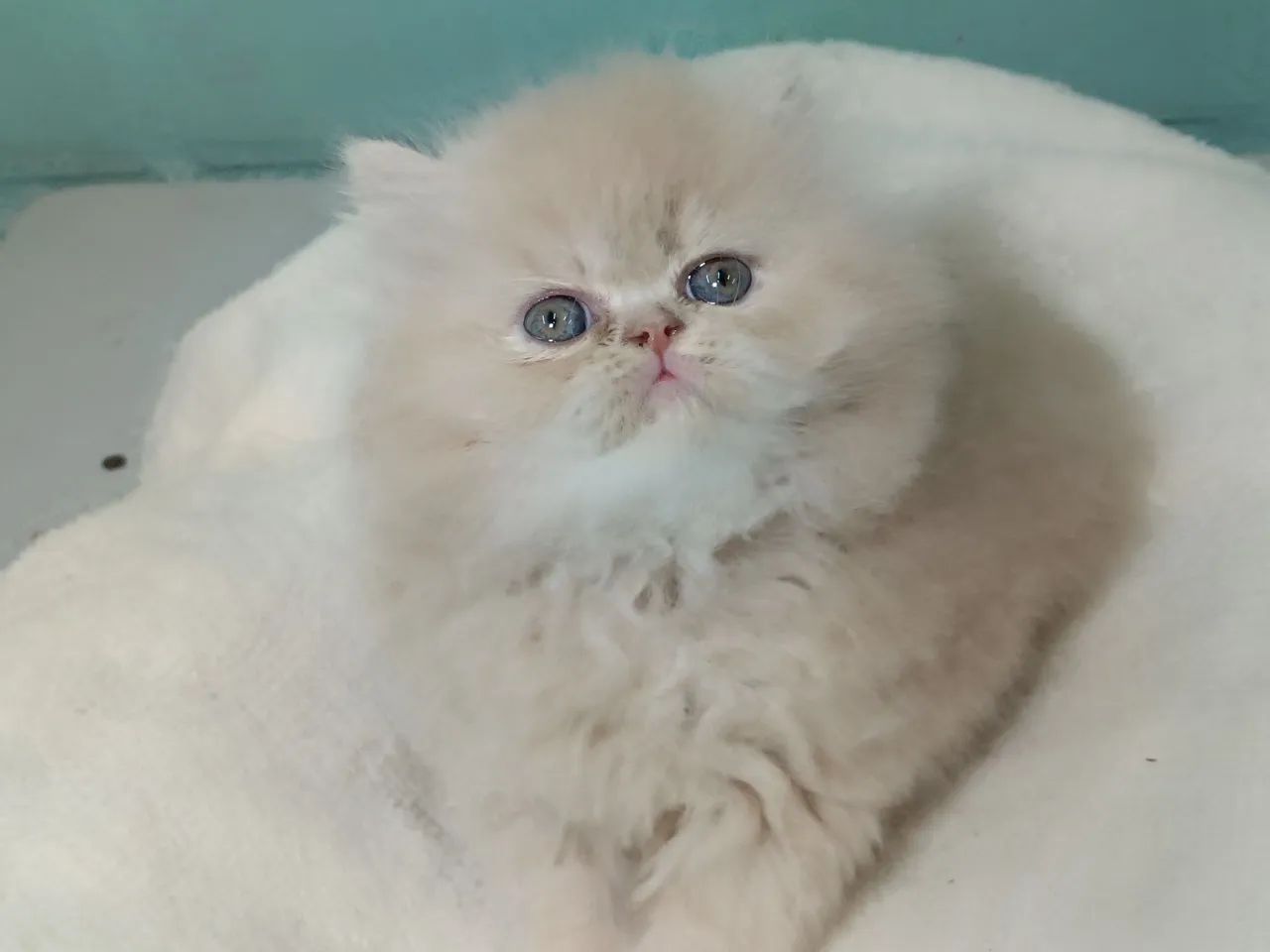 Gato persa - Foto 5