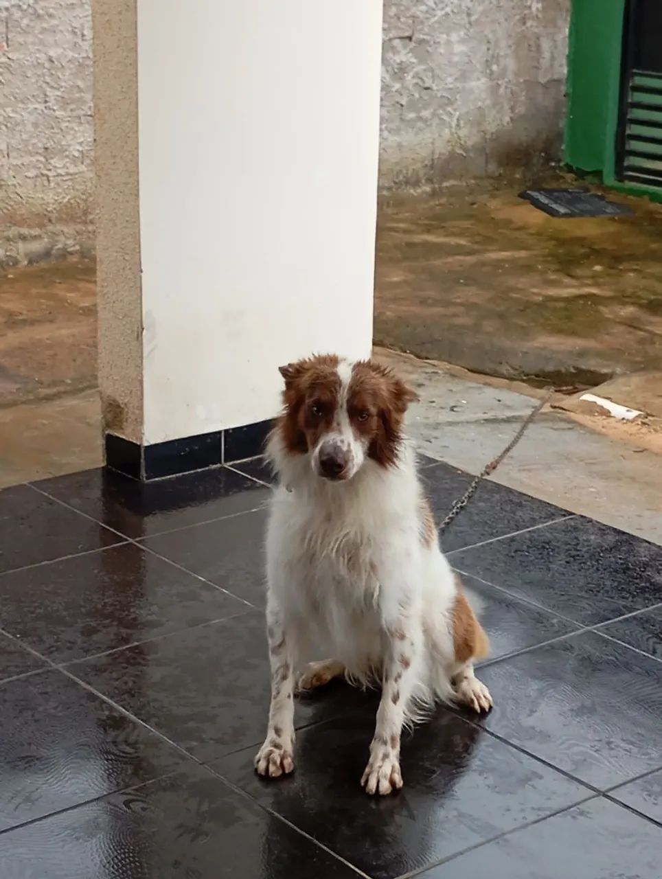 Kelpie Australiano com Border Collie  - Foto 5