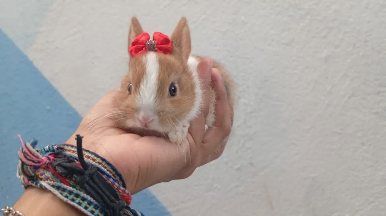 Mini coelho  - Foto 3