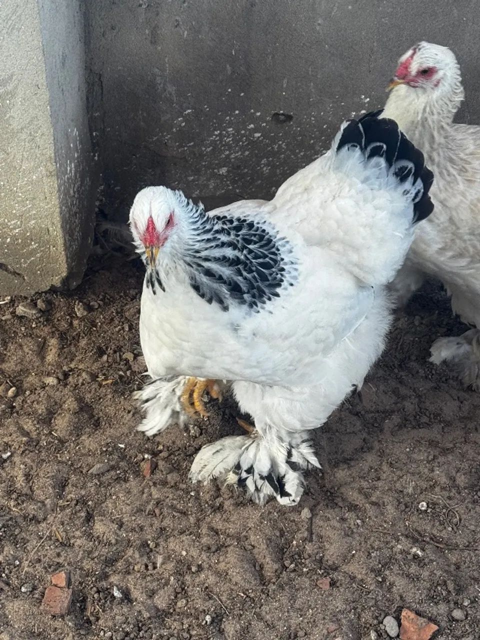 Ovos de galinha Brahma  - Foto 4