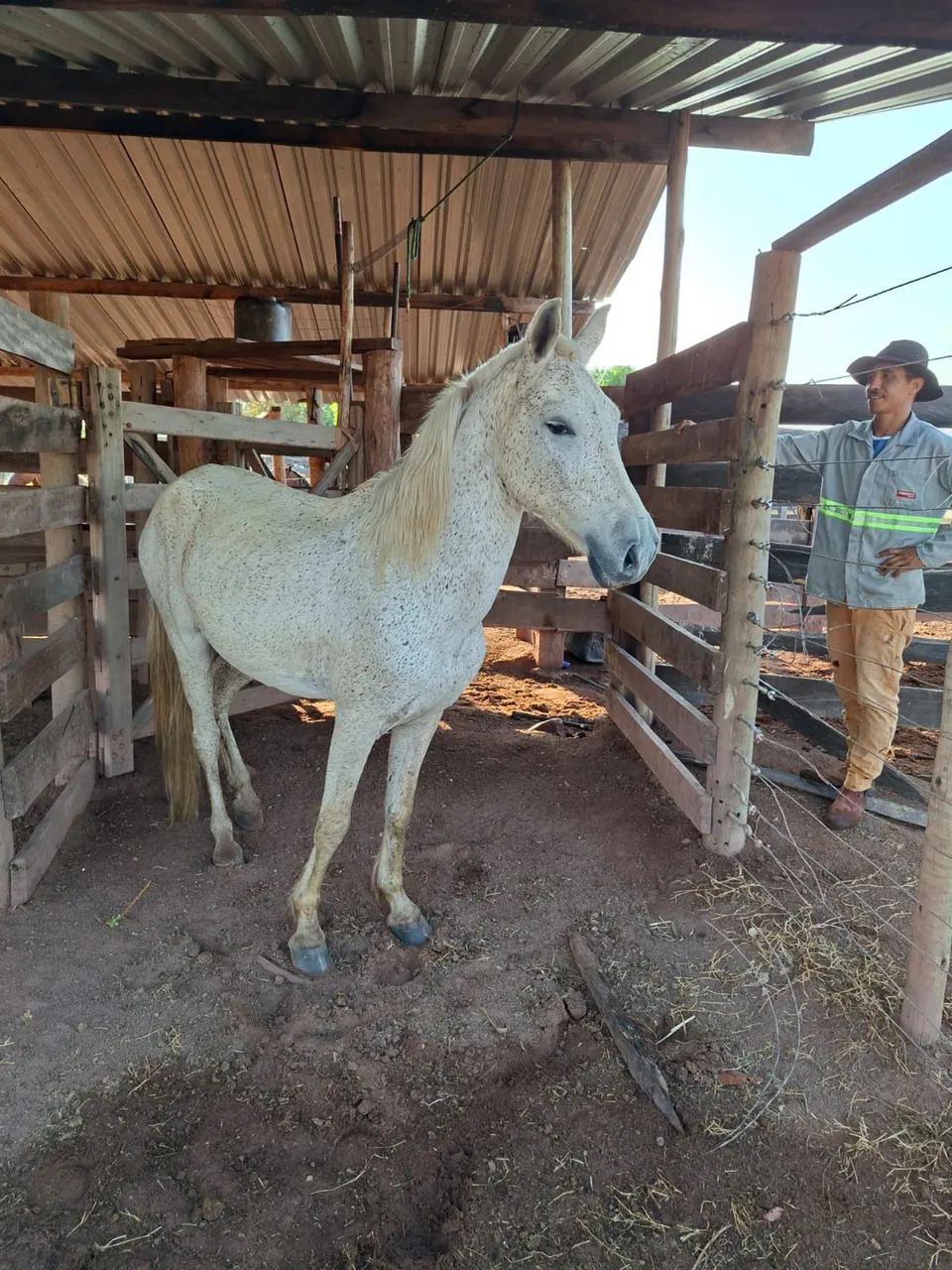 Vendo cavalo manso 