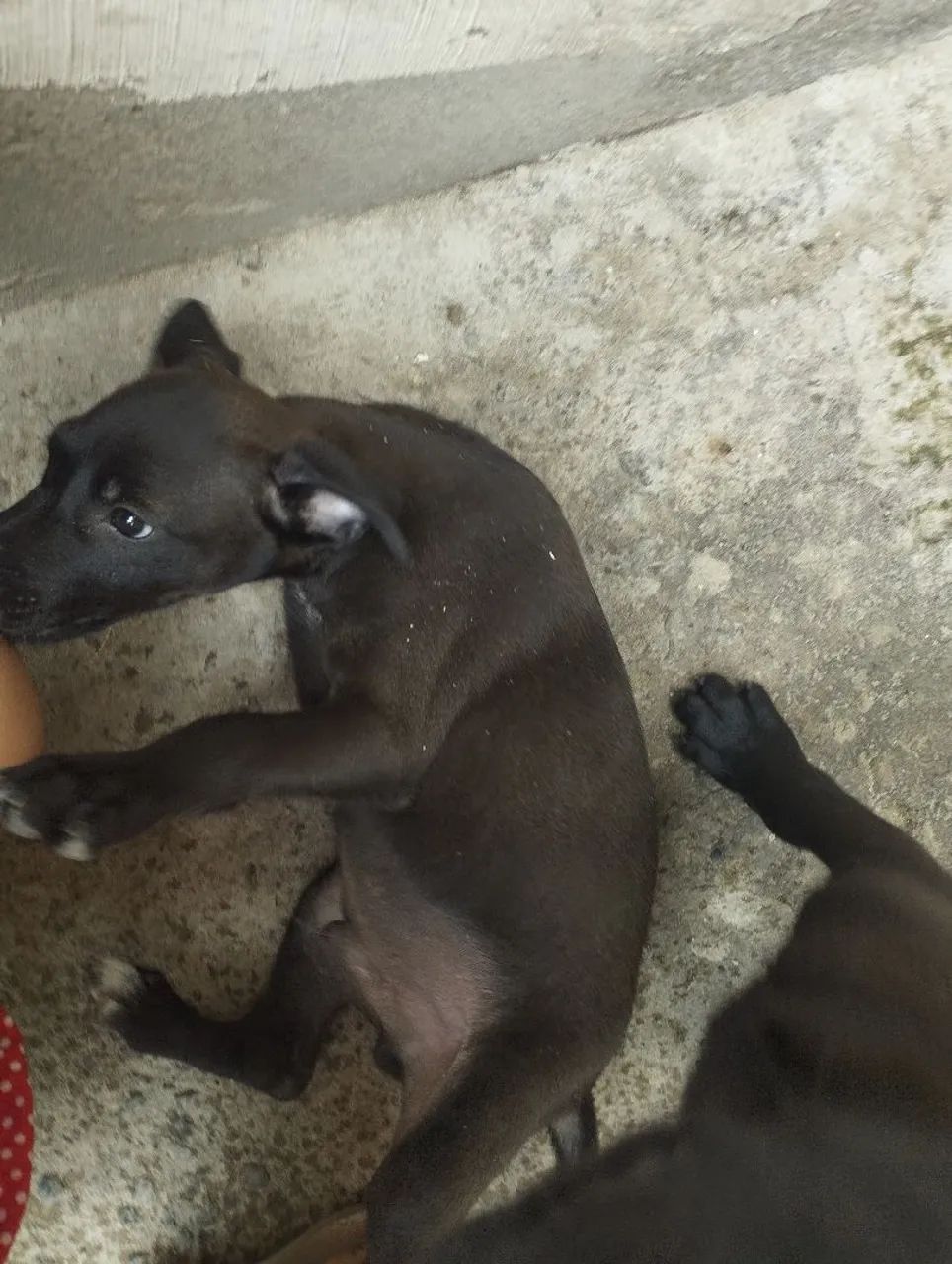 Adoção de cachorrinhos!! - Foto 3