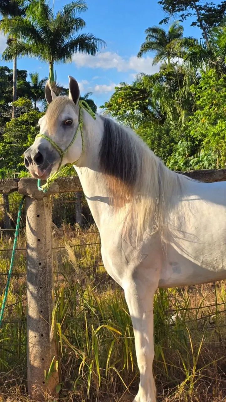 Cavalo registrado 7 anos batido. - Foto 5