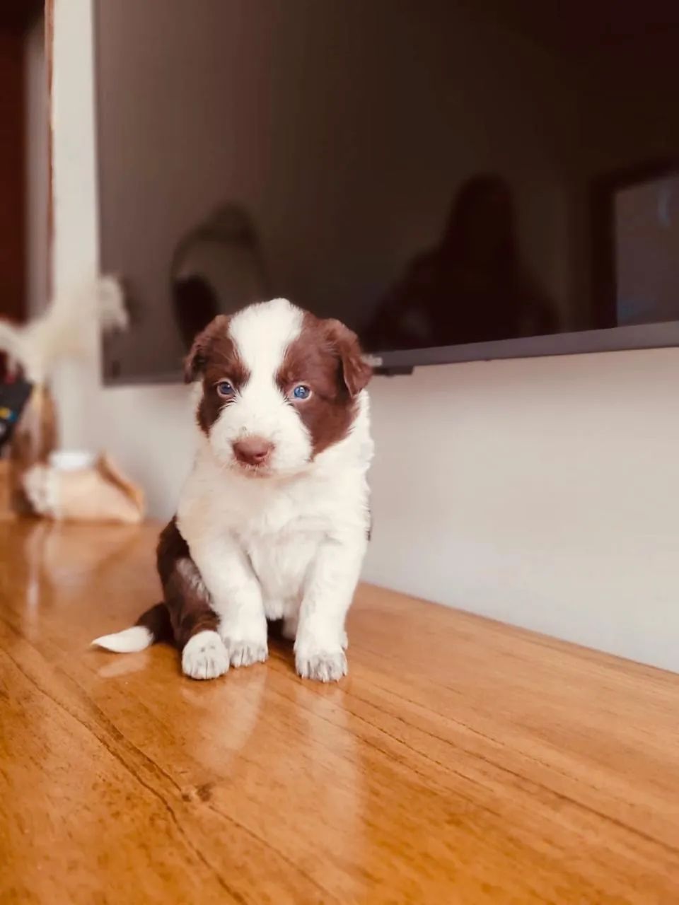 Border collie  - Foto 3