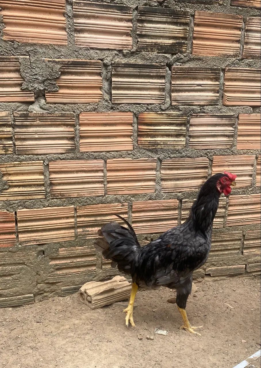 Vende-se frango caipira  - Foto 3