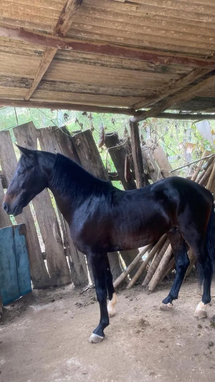 Cavalo Mangalarga marchador  - Foto 4