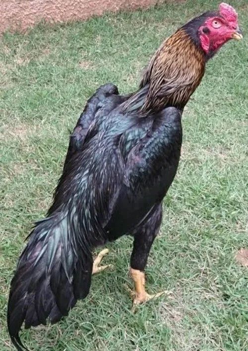 Frangos de Raça  - Foto 3