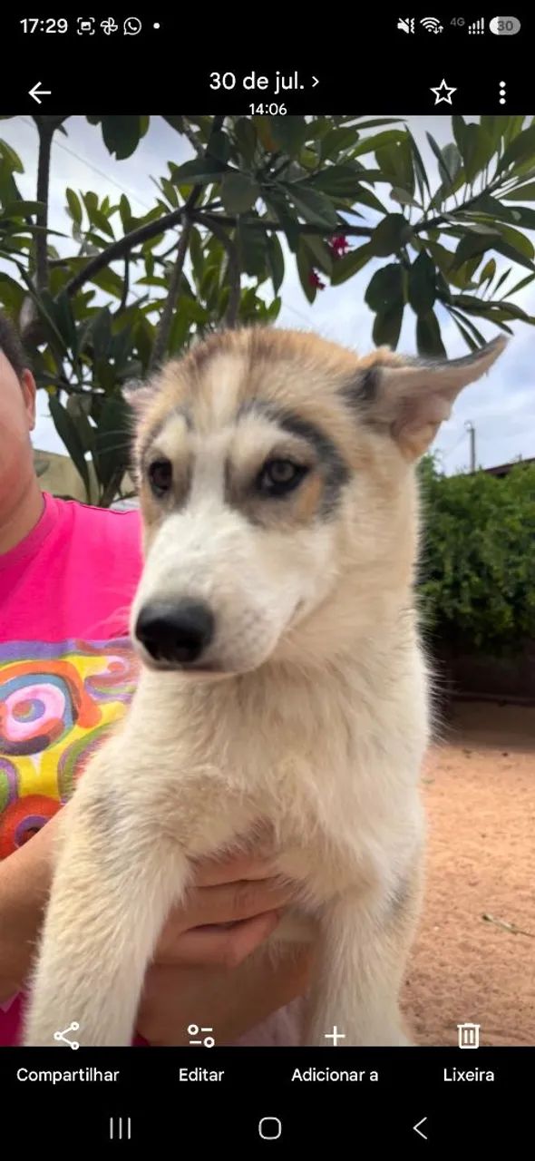Husky siberiano - Foto 4