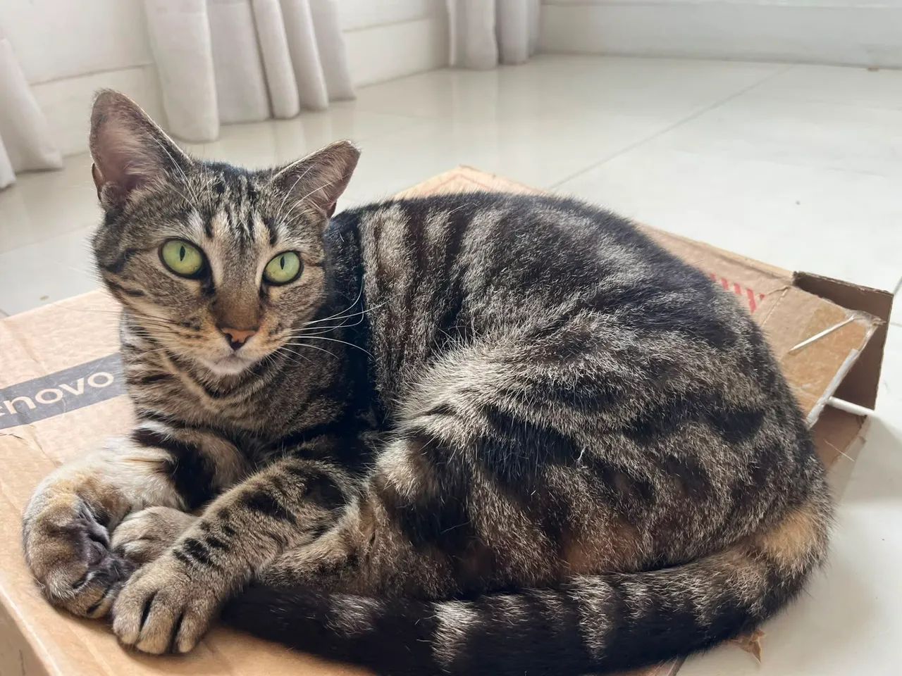 Gata Tigrada com pelagem única par Adoção Responsável  - Foto 5