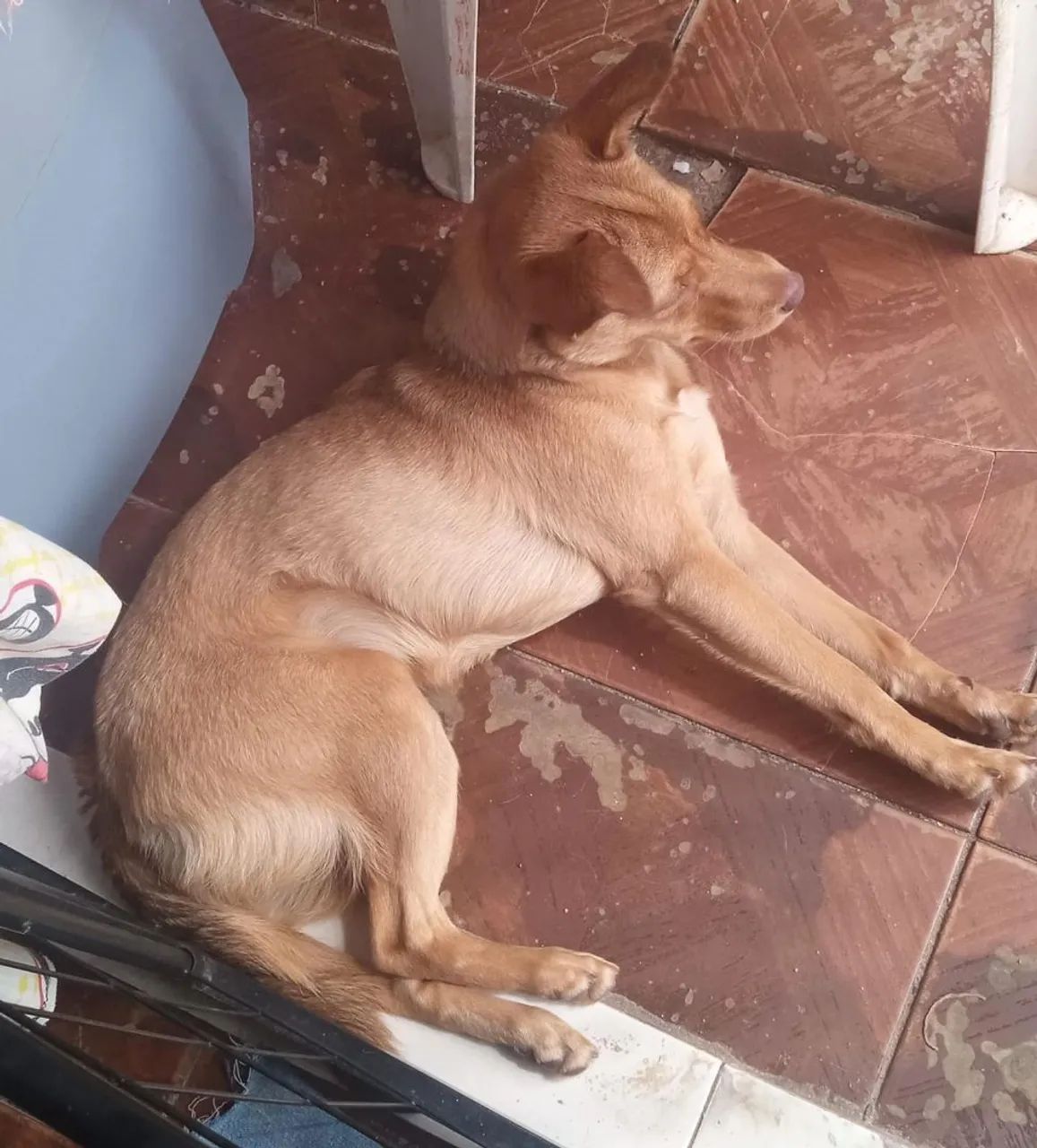 Cachorra para doação! - Foto 3