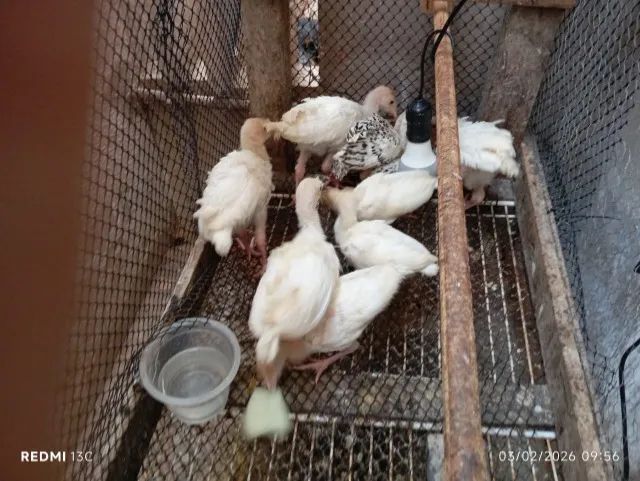 Capotes albinos  - Foto 2