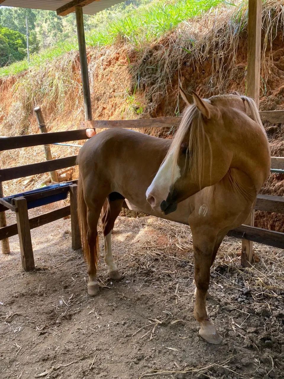 Garanhão Amarilho Registrado - Foto 5