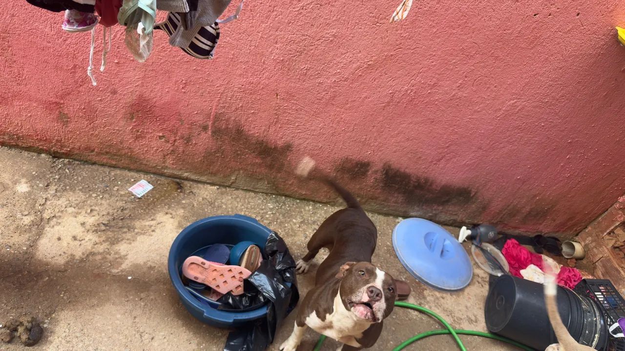 Cachorro  - Foto 2