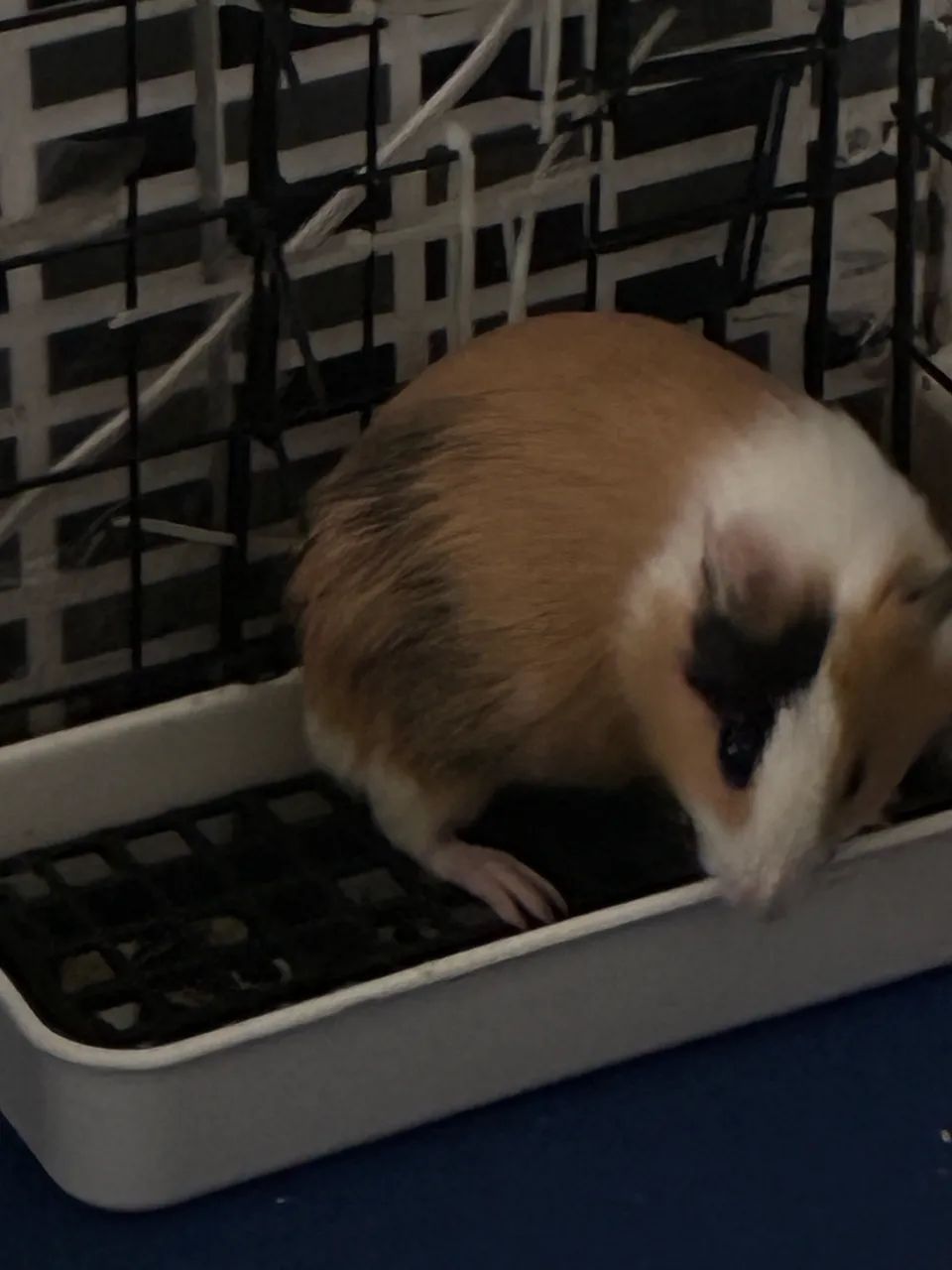 Porquinho da índia  - Foto 3