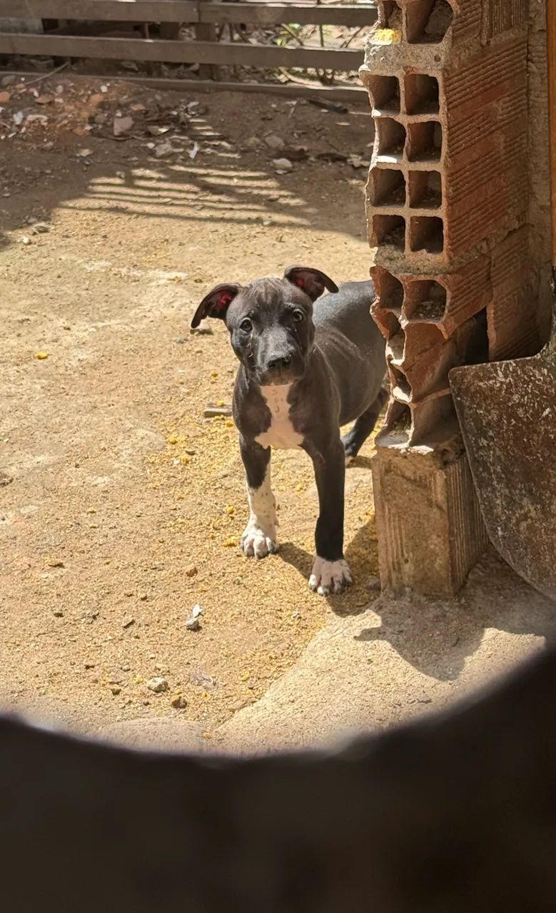 Pit bull 