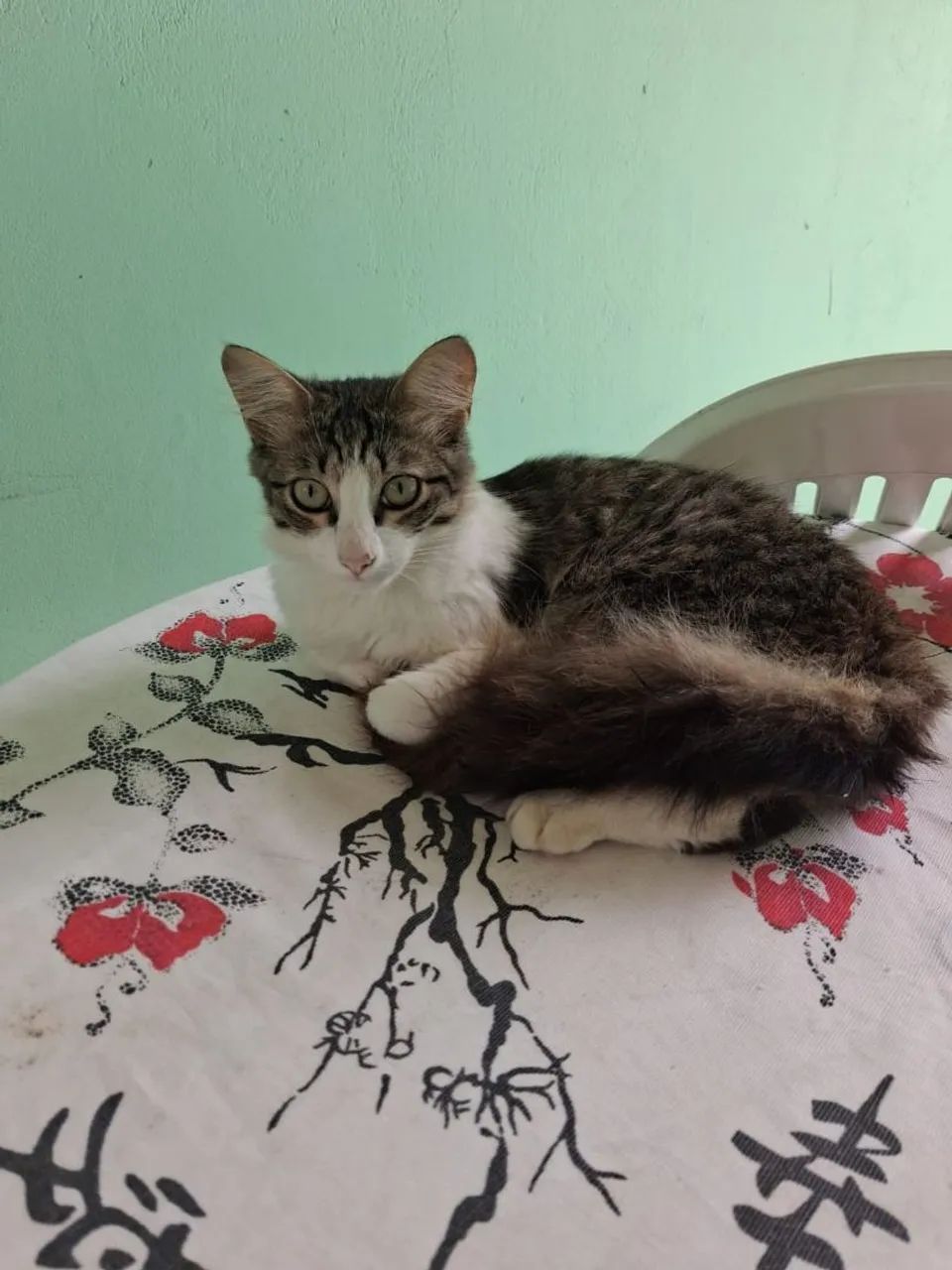 Doação de gatos  - Foto 4