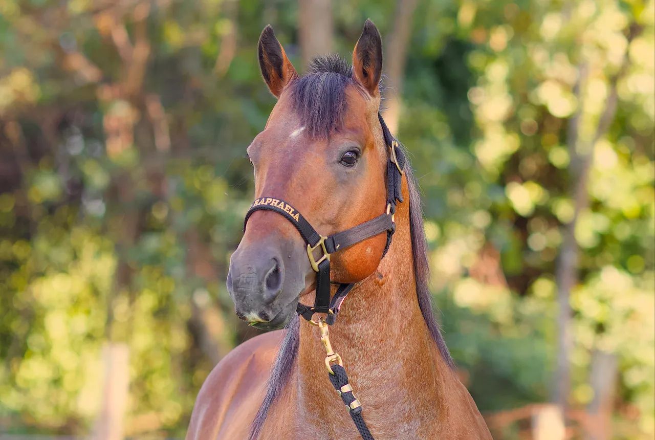 Cavalo garanhão quarto de milha registrado