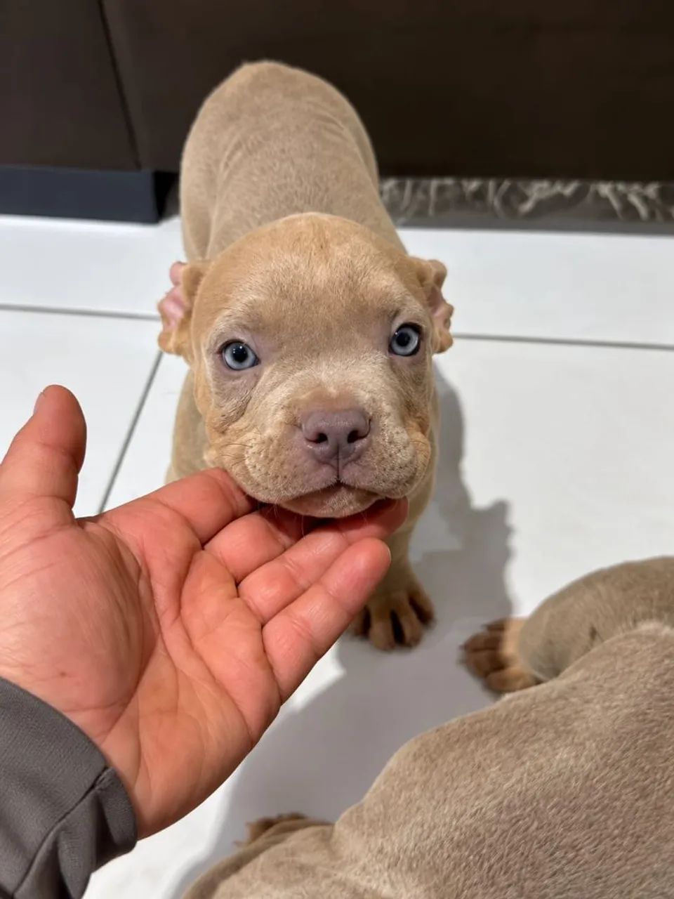 Filhotes american bully - Foto 4