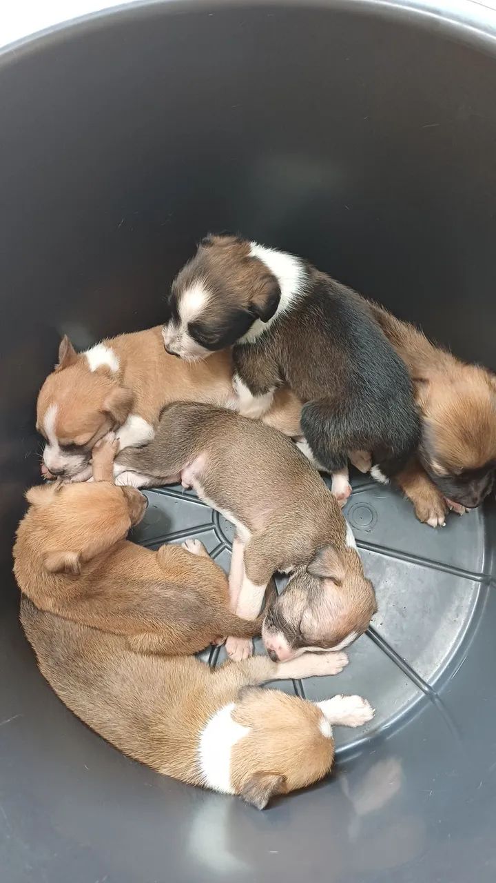 Doação filhote de cachorro ? 