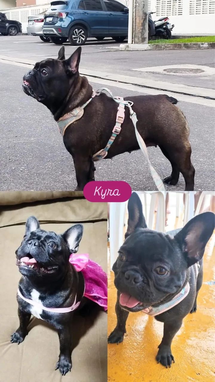 Buldogue francês  - Foto 3