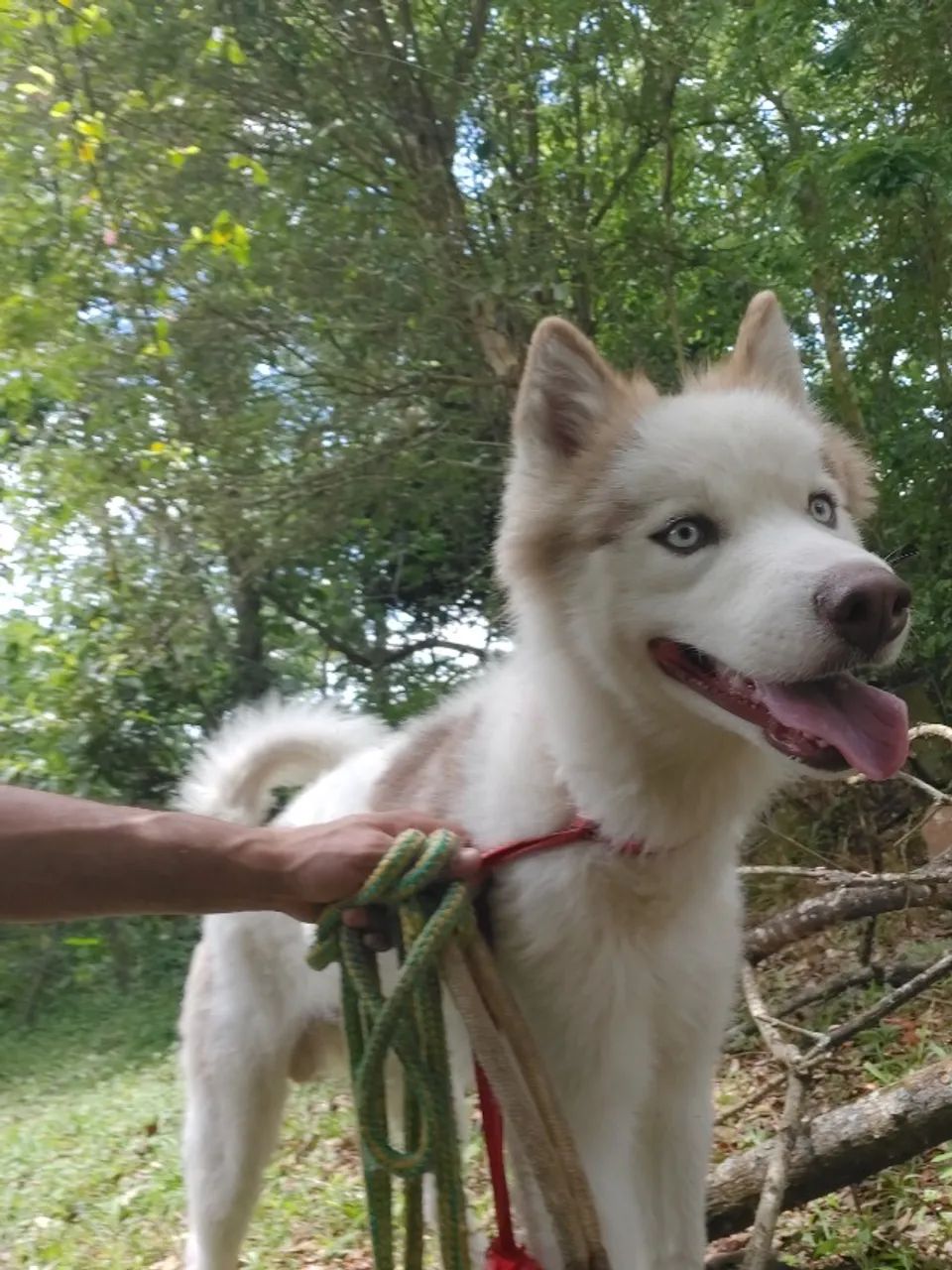 Cachorro - Foto 2