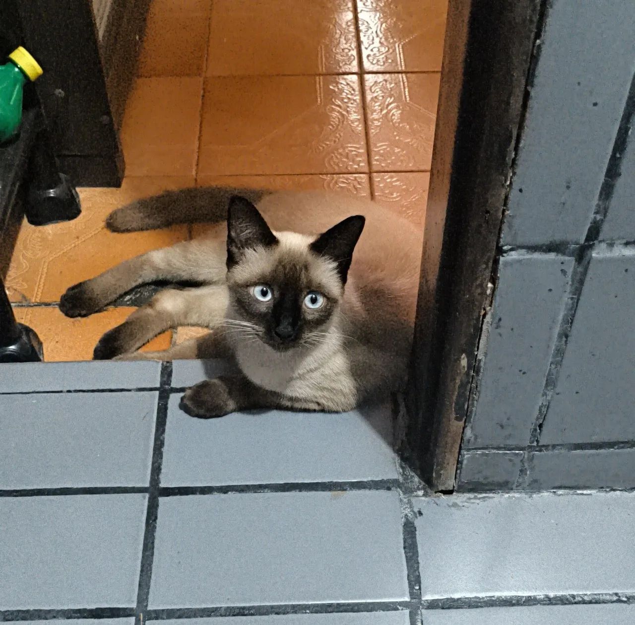 Gato pra adoção  - Foto 2