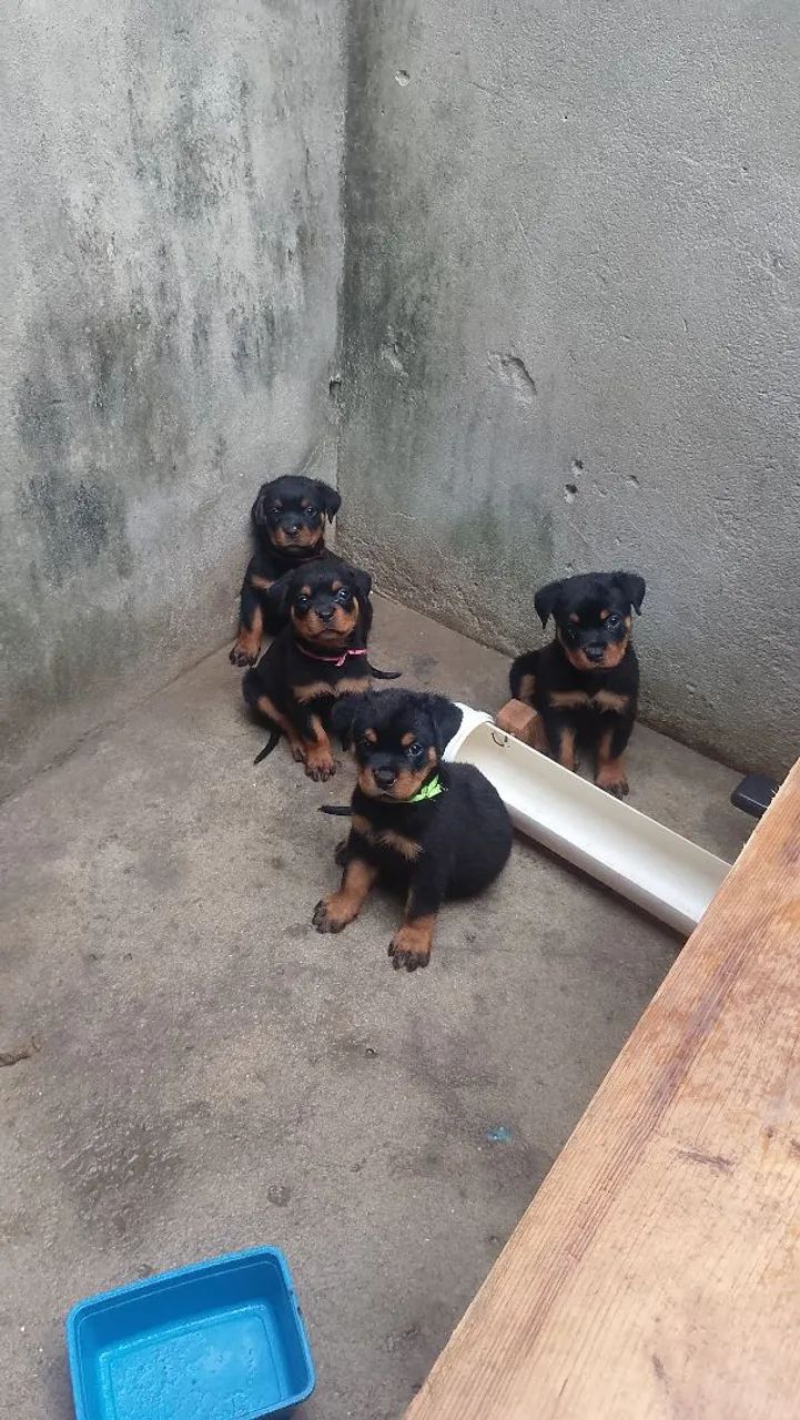 Cachorro Rottweiler  - Foto 4