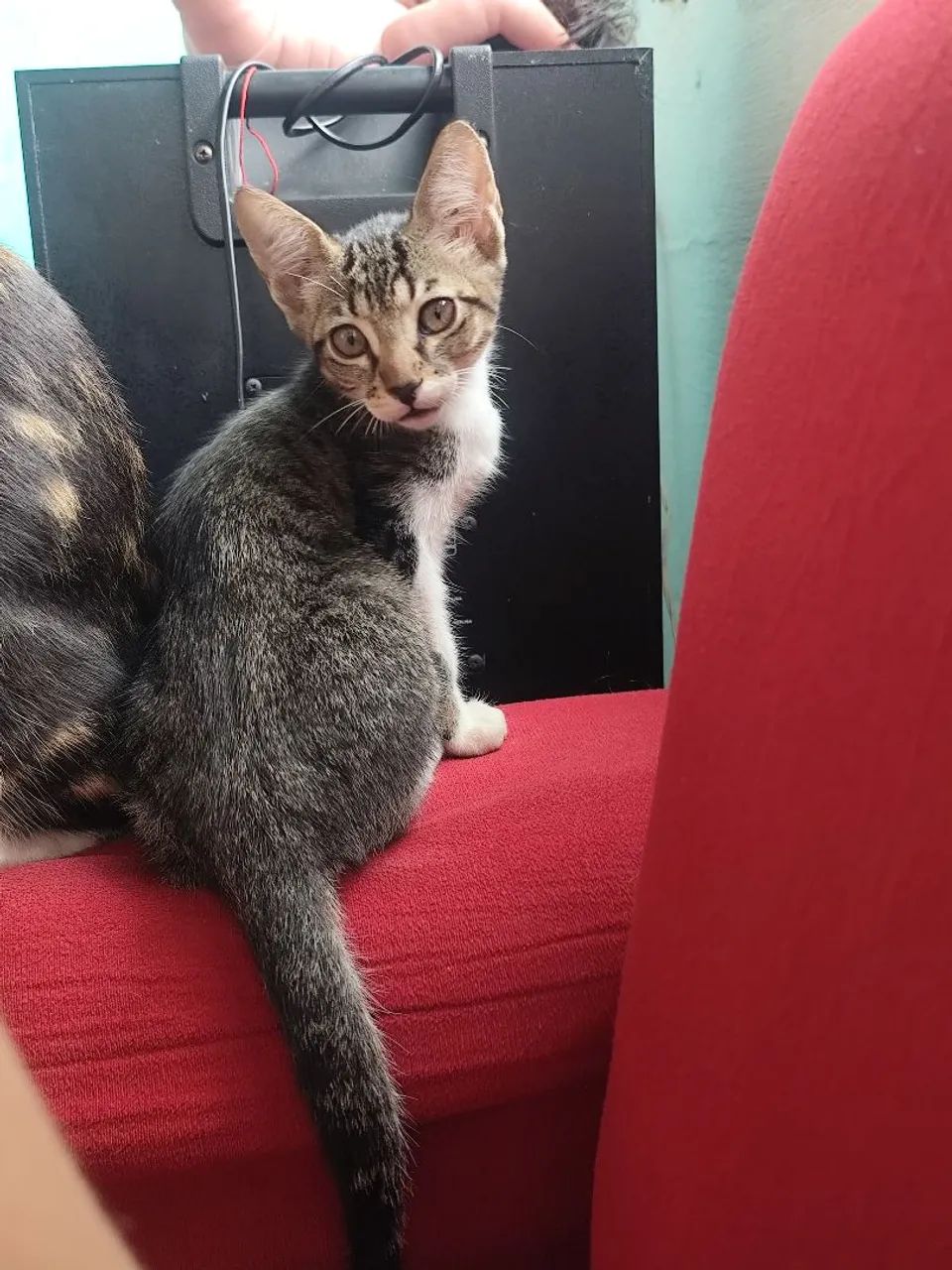 Doando gato macho 