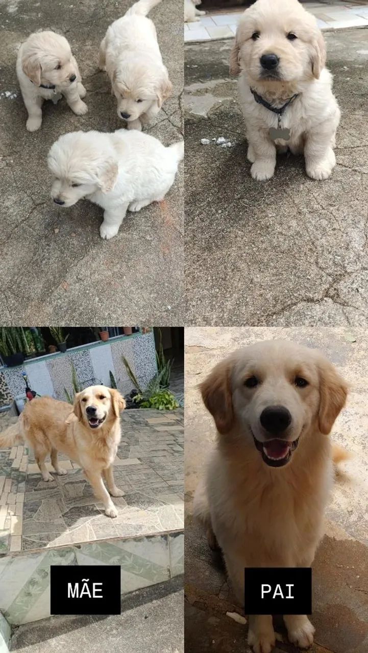 Vende-se Golden Retriever  - Foto 2