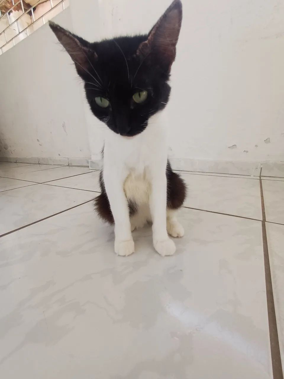 Doa-se uma gata  - Foto 3