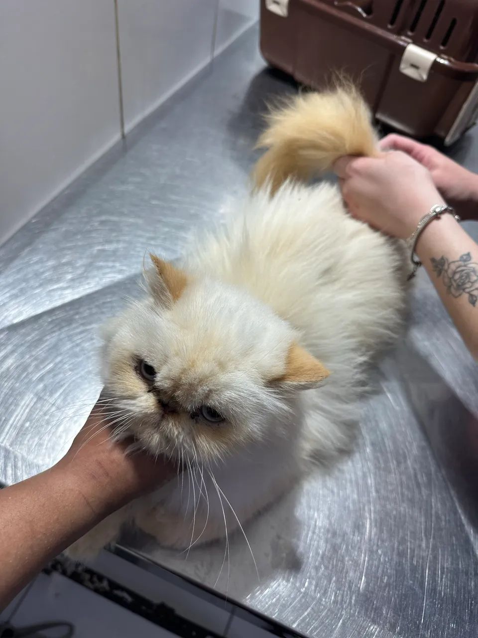 GATA PERSA HIMALAIA VASCINADA SOU DE FERRAZ ZL  - Foto 5