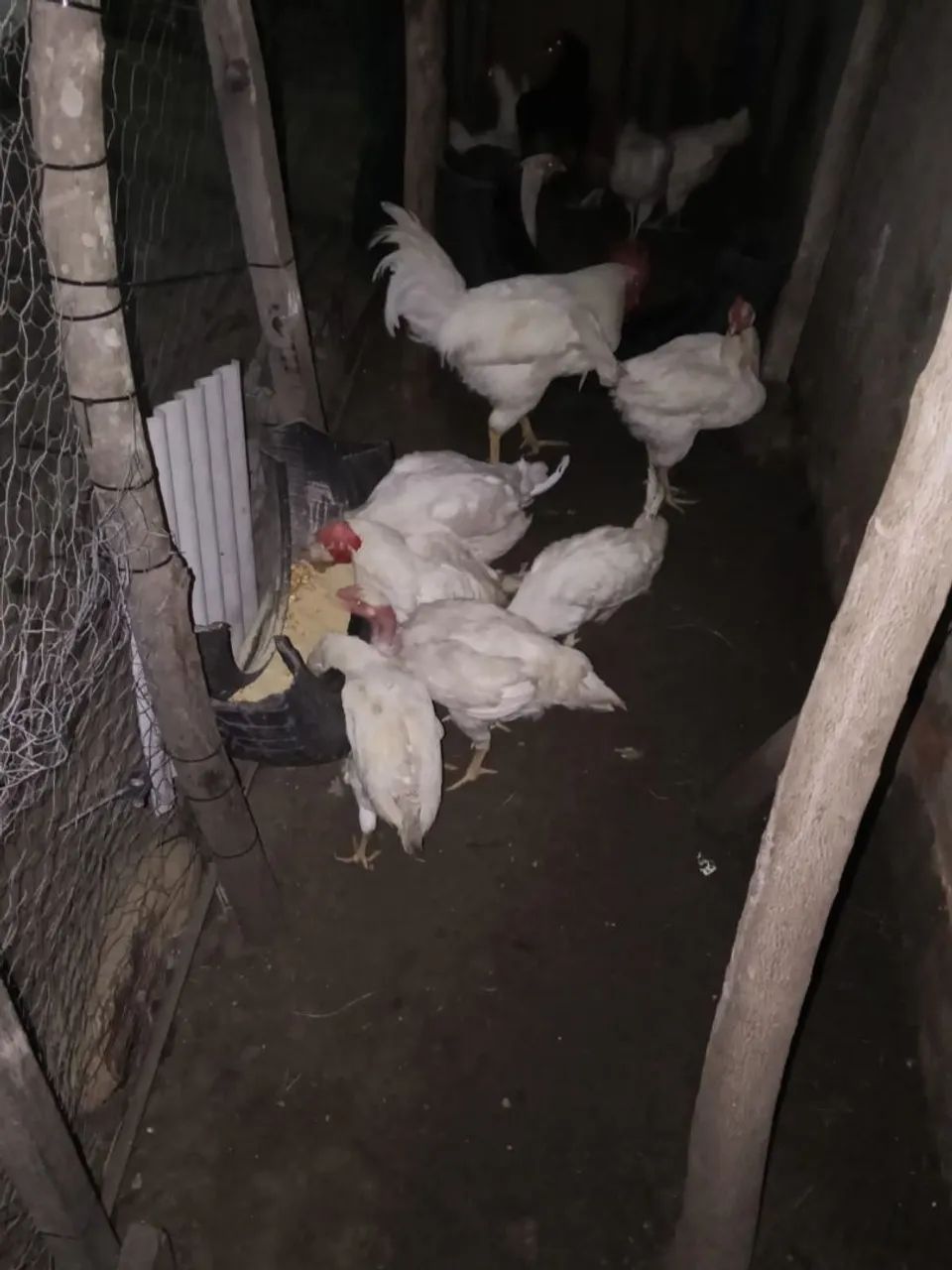 Galinhas poedeira e 1 galo - Foto 6
