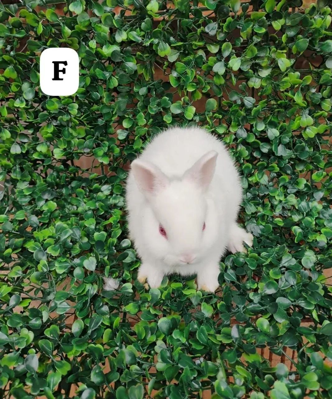 Vendo mini coelhos.