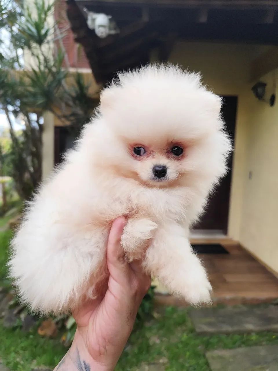 Lulu da Pomerânia anão  - Foto 3