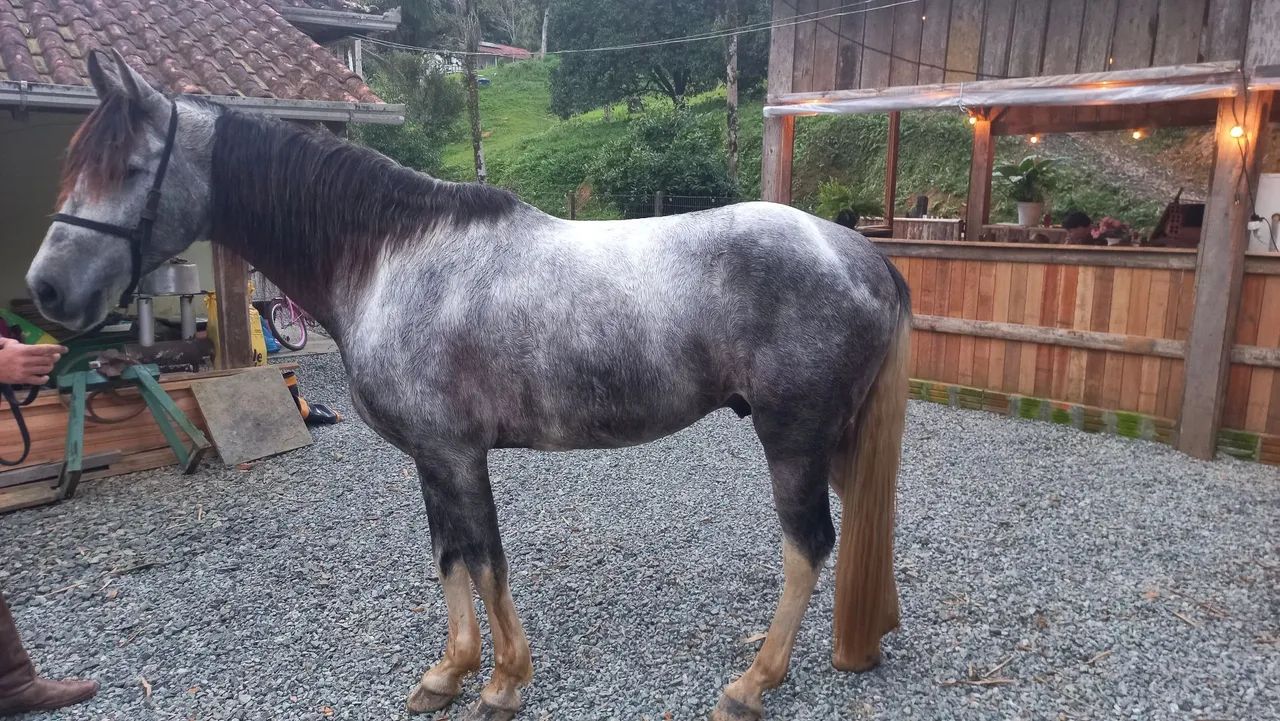 Cavalos mangalarga 