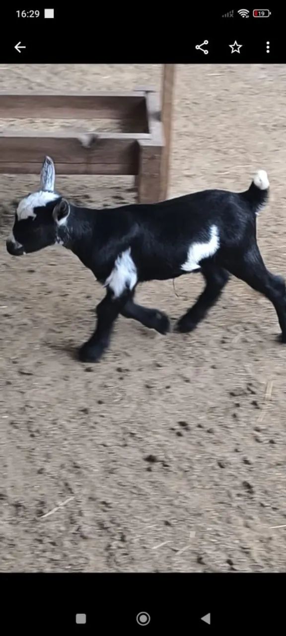 Mini cabras