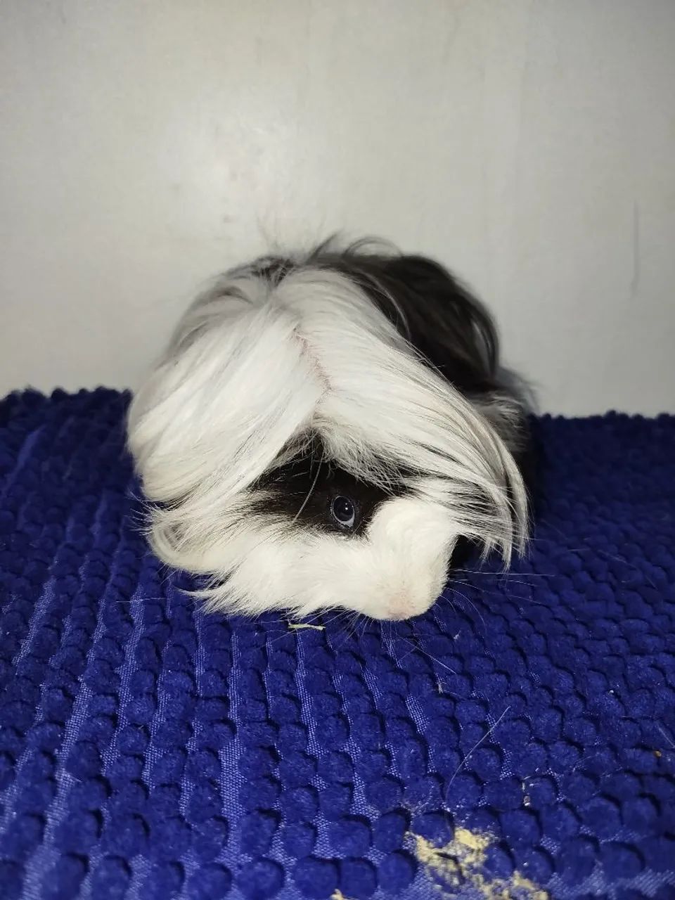 PROMOÇÃO Porquinho da índia  - Foto 2