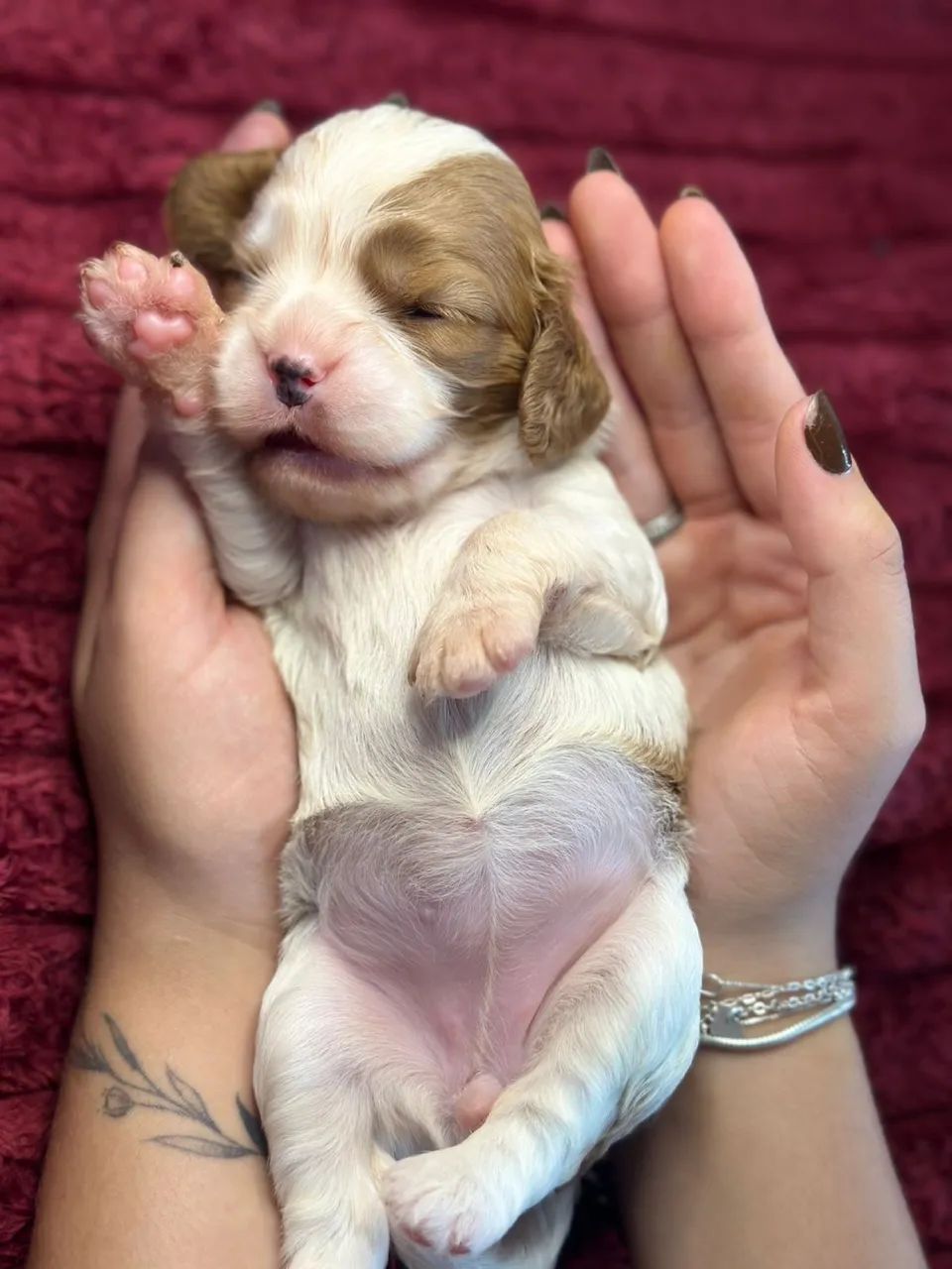 Cavalier King Spaniel  - Foto 2